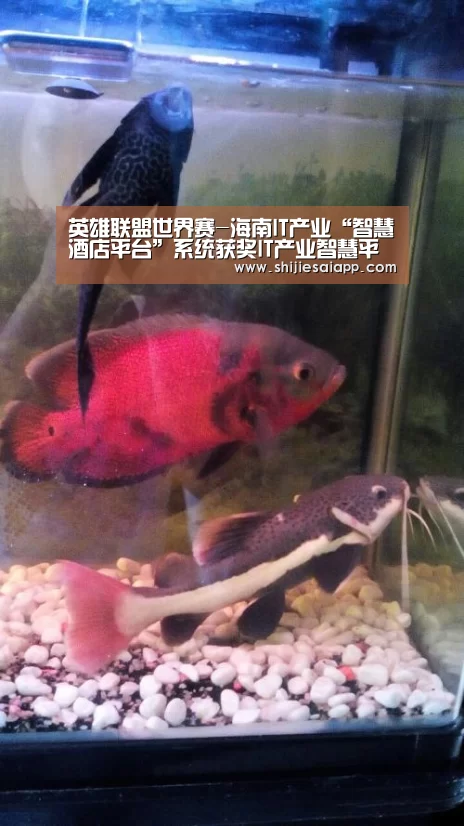 英雄联盟世界赛-海南IT产业“智慧酒店平台”系统获奖IT产业智慧平台(图1) 英雄联盟世界赛